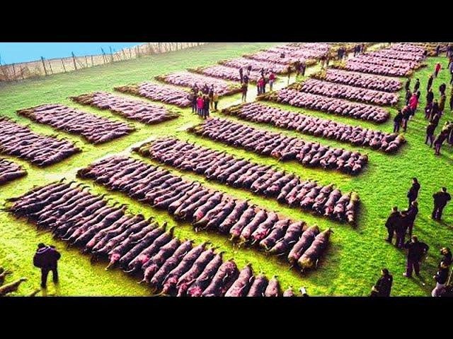 Watch: Drone Footage Shows Magnetic Fields Herding Sheep on a Farm Facing Hard Time