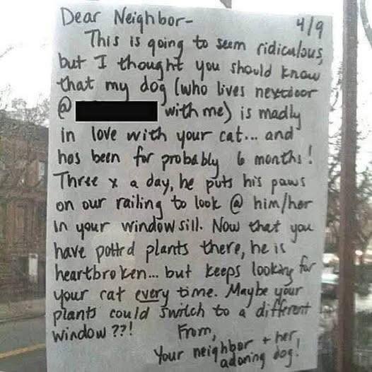 Dog Falls In Love With Cat And Watches Out The Window Every Days.