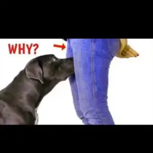 If your dog is sniffing your crotch, here’s what it means