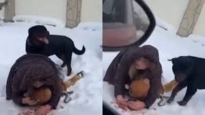 Mother’s Instinct Kicks In: How She Risked Everything to Shield Her 5-Year-Old from a Vicious Rottweiler Attack”