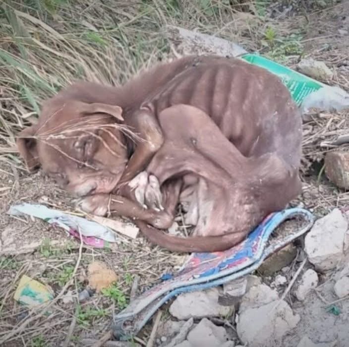 Pitbull’s Miraculous Recovery After Tragic Abuse Sparks Hope and Determination